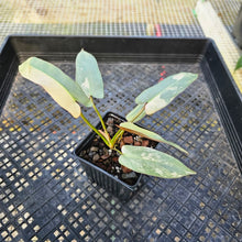 Load image into Gallery viewer, Philodendron Atabapoense, Exact Plant 4&quot; variegated Ships Nationwide
