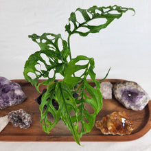 Load image into Gallery viewer, Monstera Obliqua Peru, Exact Plant Ships Nationwide
