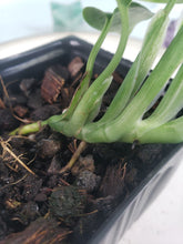 Load image into Gallery viewer, Monstera Standleyana Albo, Exact Plant Variegated
