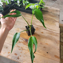 Load image into Gallery viewer, Monstera Burle Marx Flame, Exact Plant Ships Nationwide
