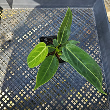 Load image into Gallery viewer, Anthurium Warocqueanum, Queen, Exact Plant Ships Nationwide
