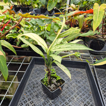 Load image into Gallery viewer, Aglaonema Ice Queen, Silver Queen, Exact Plant Variegated Ships Nationwide
