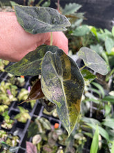 Load image into Gallery viewer, Alocasia Sedenii Aurea Variegated 2.5" pot, Fedex 2day*
