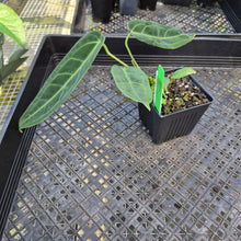 Load image into Gallery viewer, Anthurium Warocqueanum, Queen, Exact Plant Ships Nationwide
