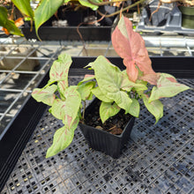 Load image into Gallery viewer, Syngonium Strawberry Milk, Exact Plant Variegated Ships Nationwide
