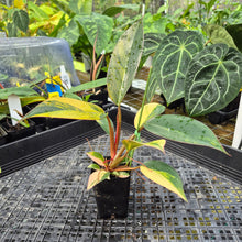 Load image into Gallery viewer, Philodendron Red Congo, Exact Plant Variegated Ships Nationwide
