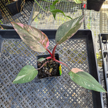 Load image into Gallery viewer, Philodendron Pink Princess Galaxy, Exact Plant Variegated Ships Nationwide
