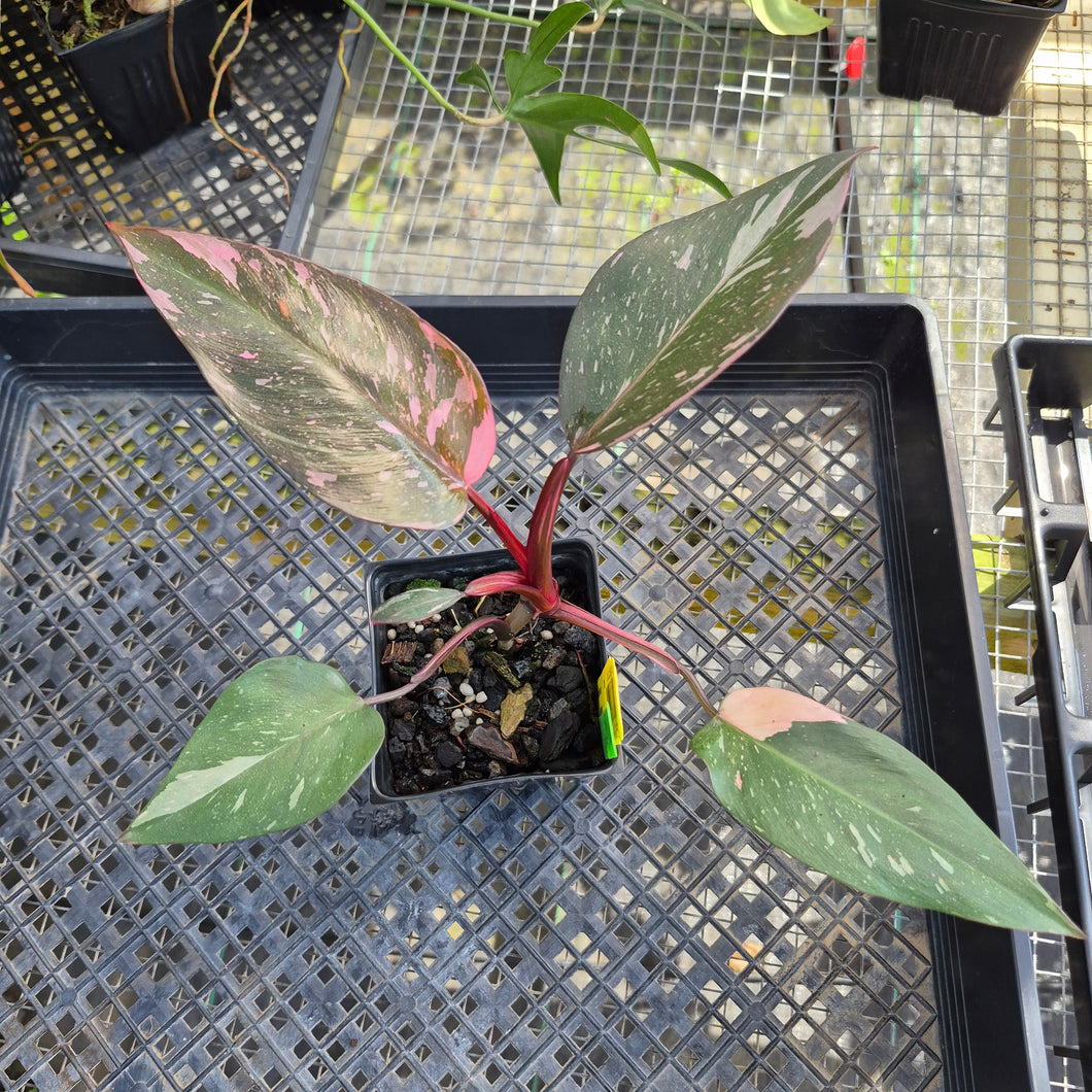Philodendron Pink Princess Galaxy, Exact Plant Variegated Ships Nationwide