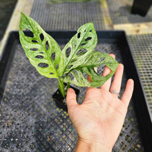 Load image into Gallery viewer, Monstera Adansonii European Mint, Exact Plant Variegated Ships Nationwide
