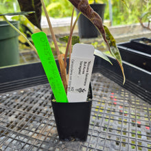 Load image into Gallery viewer, Alocasia Sanderiana Bull Aurea, Exact Plant Variegated
