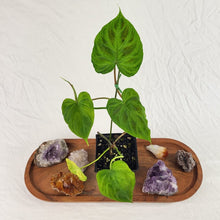 Load image into Gallery viewer, Philodendron Verrucosum, Exact Plant Ships Nationwide
