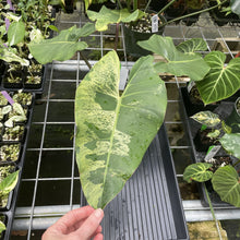Load image into Gallery viewer, Philodendron Ilsemanii Variegated exact plant, Fedex 2day*

