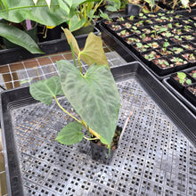 Load image into Gallery viewer, Anthurium Papillilaminum Fort Sherman X Ralph Lynam,Exact Plant Ships Nationwide
