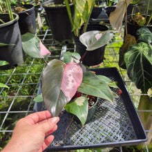 Load image into Gallery viewer, Philodendron Pink Princess, Exact Plant Variegated Ships Nationwide
