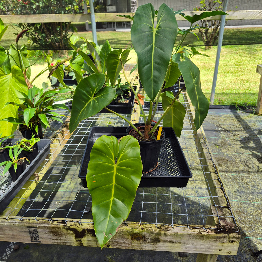 Philodendron Cordatum Kunth, Exact Plant