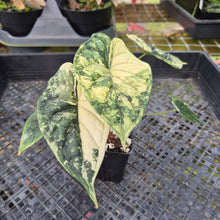 Load image into Gallery viewer, Alocasia dragon scale albo Exact Plant Ships Nationwide
