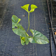 Load image into Gallery viewer, Anthurium Decipiens, Exact Plant XL Ships Nationwide
