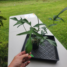 Load image into Gallery viewer, Philodendron Quercifolium x Pedatum, Exact Plant Ships Nationwide
