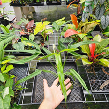 Load image into Gallery viewer, Philodendron Holtonianum, Exact Plant Large, 6&#39;&#39; pot
