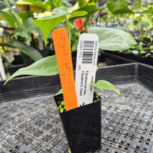 Load image into Gallery viewer, Anthurium Faustomirandae, Faustino&#39;S Giant, Exact Plant Ships Nationwide
