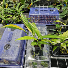 Load image into Gallery viewer, Epipremnum Amplissimum, Exact Plant Variegated Ships Nationwide
