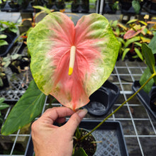 Load image into Gallery viewer, Anthurium Anuenue Obake Bicolor pink/green Fedex 2day
