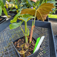 Load image into Gallery viewer, Philodendron Corsinianum, Exact Plant Ships Nationwide
