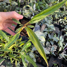 Load image into Gallery viewer, Philodendron Caramel Marble variegated 2.5" pot, Fedex 2day*
