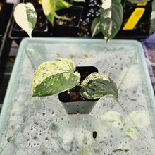 Load image into Gallery viewer, Scindapsus Jade Satin Marble Queen, Exact Plant Variegated Ships Nationwide
