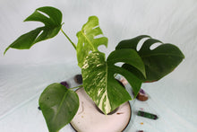 Load image into Gallery viewer, Variegated Monstera Borsigiana Albo Exact Plant Ships nationwide
