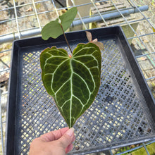 Load image into Gallery viewer, Anthurium Crystallinum, Exact Plant
