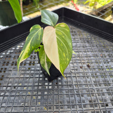 Load image into Gallery viewer, Philodendron Gloriosum, Dark Form, Exact Plant Ships Nationwide
