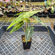 Load image into Gallery viewer, Alocasia Polly Aurea variegated exact plant, Fedex 2day*
