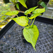 Load image into Gallery viewer, Alocasia Cucullata, Exact Plant Variegated Double plant
