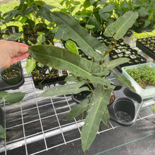 Load image into Gallery viewer, Philodendron Atabapoense Dark Form exact plant, Fedex 2day*
