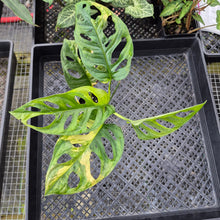 Load image into Gallery viewer, Monstera Adansonii Aurea, Exact Plant Variegated Ships Nationwide
