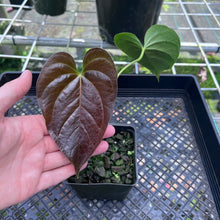 Load image into Gallery viewer, Anthurium Moodeanum, Exact Plant
