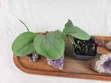 Load image into Gallery viewer, Scindapsus Silver Hero 2.5&quot; Pot, Fedex 2 day*
