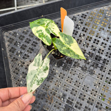 Load image into Gallery viewer, Alocasia Frydek, Exact Plant Variegated Ships Nationwide
