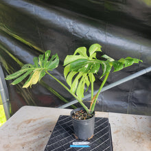 Load image into Gallery viewer, Monstera Thai Constellation, Exact Plant Variegated Ships Nationwide
