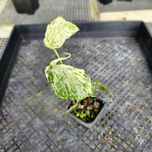 Load image into Gallery viewer, Amydrium Medium, Exact Plant Variegated Ships Nationwide
