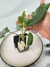 Load image into Gallery viewer, Alocasia Odora, Okinawa Silver, Exact Plant Variegated
