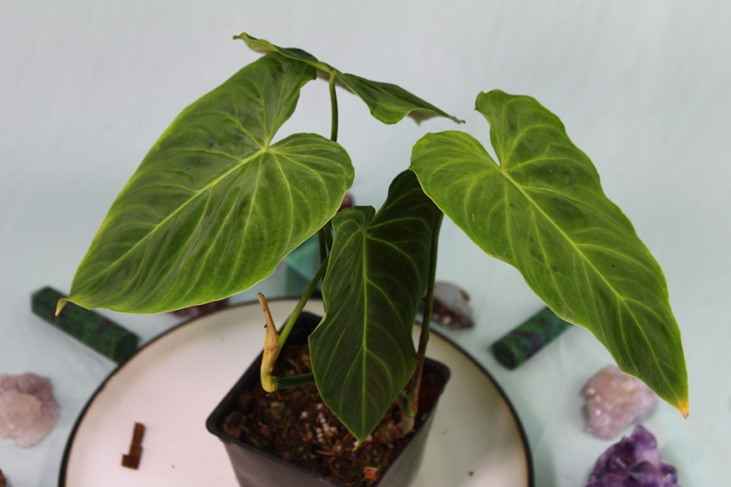 Philodendron Splendid Exact Plant Ships nationwide
