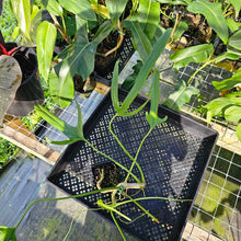 Load image into Gallery viewer, Philodendron Holtonianum, Exact Plant Ships Nationwide
