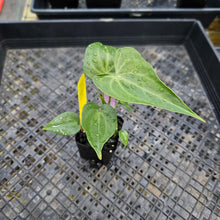 Load image into Gallery viewer, Anthurium Macrolobium 2.5&quot; Pot, Fedex 2 day*
