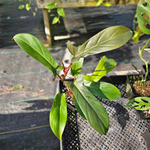 Load image into Gallery viewer, Philodendron Florida Bronze, Exact Plant Ships Nationwide
