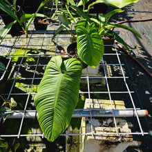 Load image into Gallery viewer, Philodendron Sharoniae, Exact Plant
