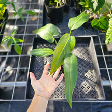 Load image into Gallery viewer, Philodendron Sagittifolium, Tuxtlanum Rubra, Exact Plant Ships Nationwide
