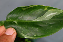 Load image into Gallery viewer, Variegated Philodendron White Princess Exact Plant
