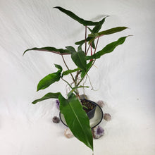 Load image into Gallery viewer, Philodendron Mexicanum, Exact Plant
